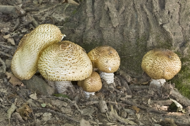 pečiarka obrovská Agaricus augustus Fr.