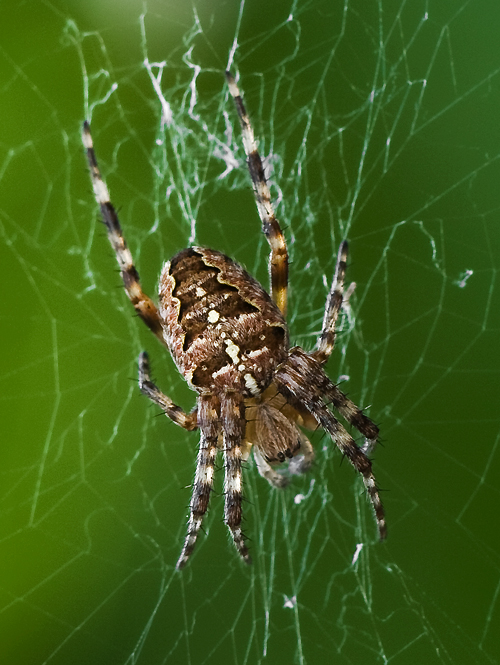 križiak obyčajný  Araneus diadematus