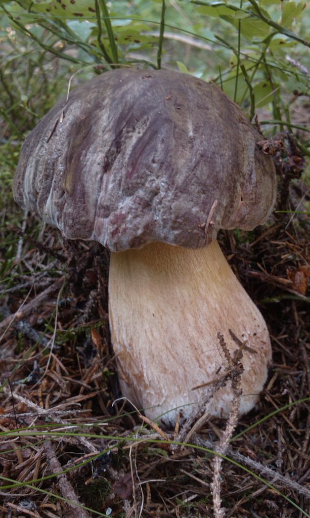 hríb smrekový? Boletus edulis? Bull. ex Fr.