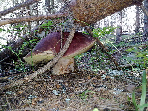 hríb smrekový? Boletus edulis? Bull. ex Fr.