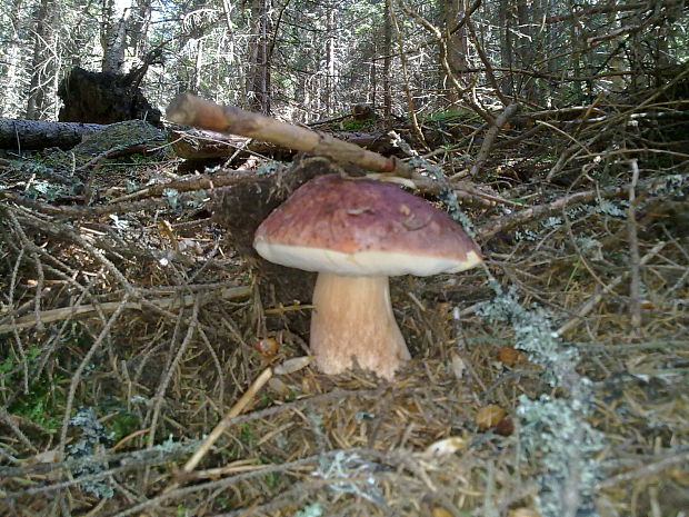 hríb smrekový? Boletus edulis? Bull. ex Fr.