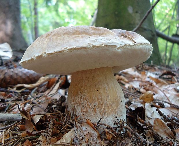 hríb smrekový Boletus edulis Bull.