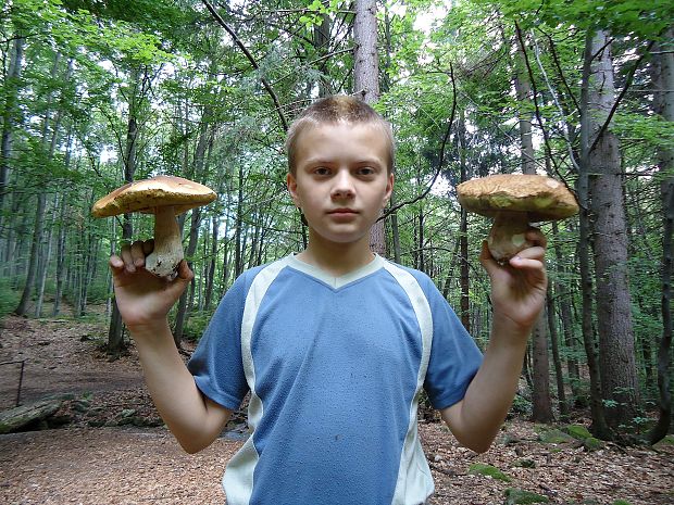 hríb smrekový Boletus edulis Bull.