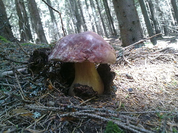 hríb sosnový Boletus pinophilus Pil. et Dermek in Pil.