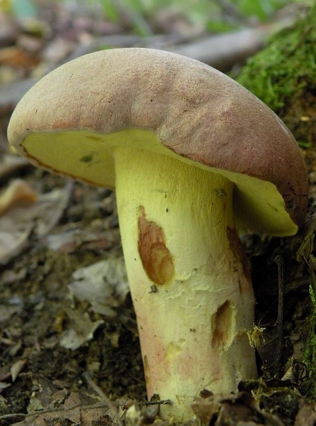 hríb nádherný Butyriboletus fuscoroseus (Smotl.) Vizzini & Gelardi