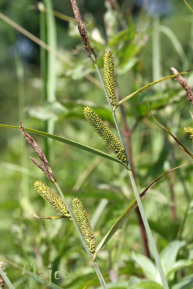 ostrica ostrá Carex acutiformis Ehrh.