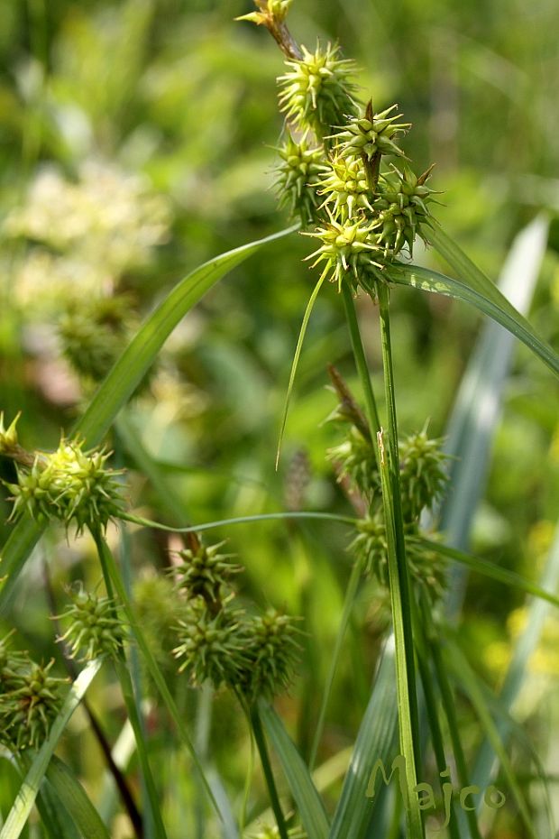 ostrica žltá Carex flava L.