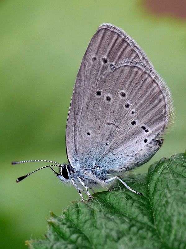 modráčik lesný Cyaniris semiargus Rottemburg, 1775