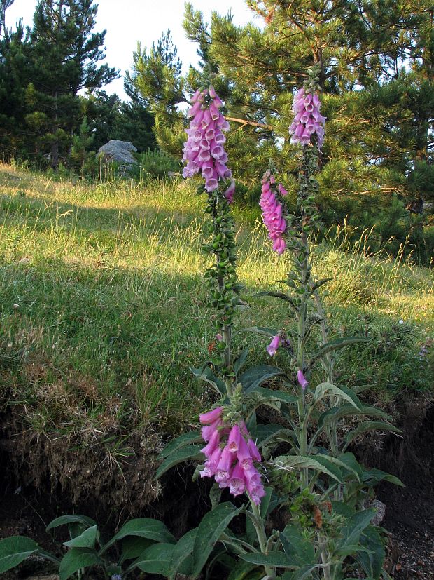 náprstník červený Digitalis purpurea L.