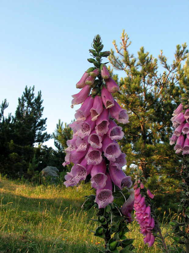 náprstník červený Digitalis purpurea L.