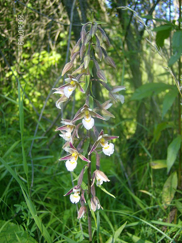 kruštík močiarny Epipactis palustris (L.) Crantz