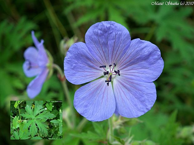 pakost lúčny Geranium pratense L.