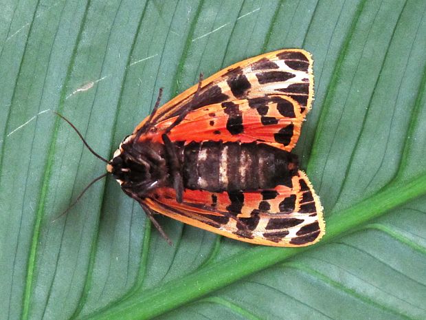 spriadac Grammia virgo