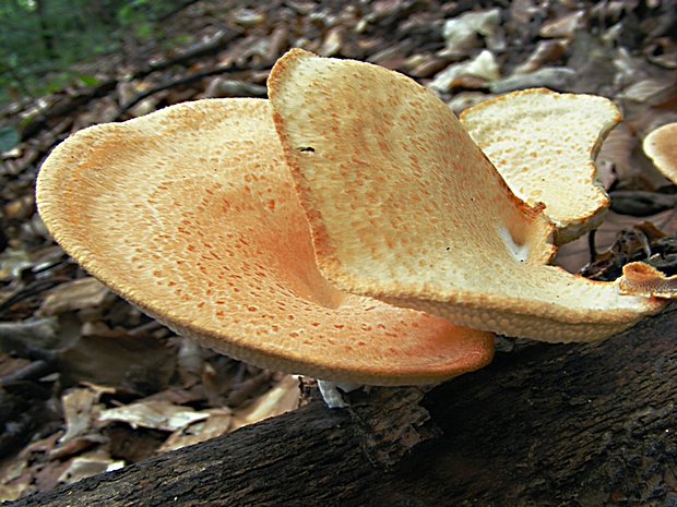 trúdnik veľkopórový Neofavolus alveolaris (DC.) Sotome & T. Hatt.