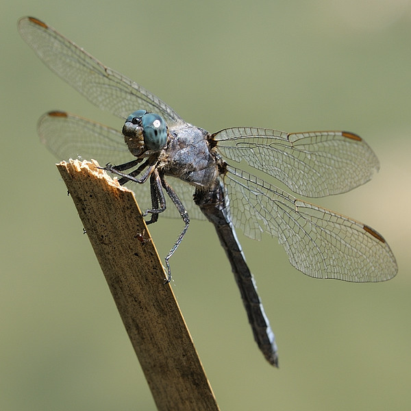 vážka modrá  Orthetrum coerulescens