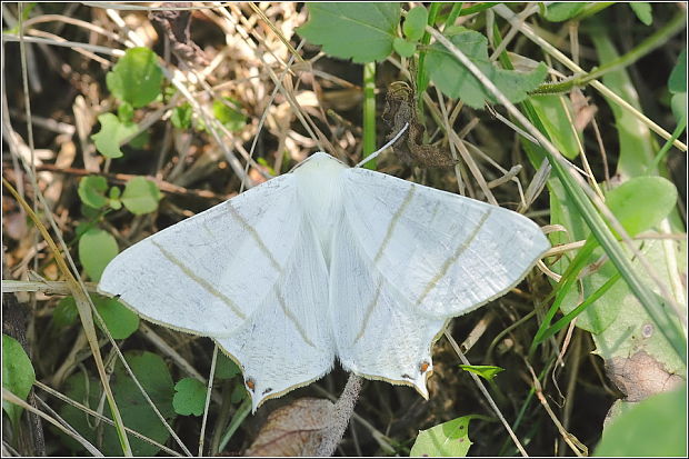 listnatka bazová Ourapteryx sambucaria