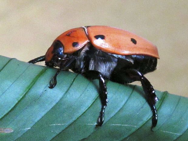 Pelidnota punctata