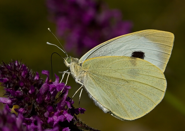 mlynárik kapustový Pieris brassicae