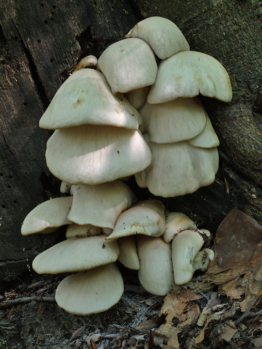 hliva buková Pleurotus pulmonarius (Fr.) Quél.