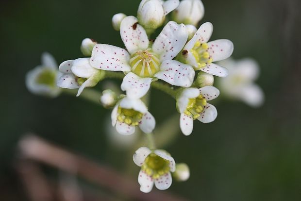 lomikameň metlinatý Saxifraga paniculata Mill.