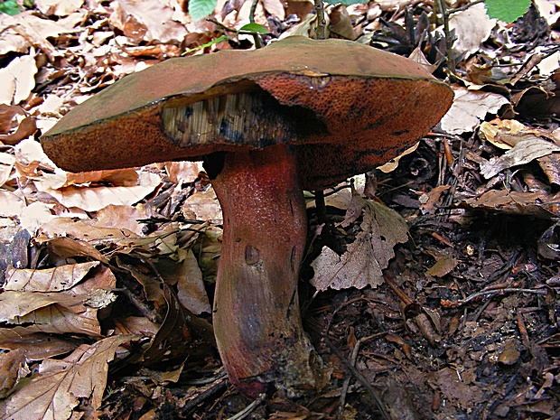 hríb zrnitohlúbikový Sutorius luridiformis (Rostk.) G. Wu & Zhu L. Yang