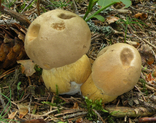 podhríb žlčový Tylopilus felleus (Bull.) P. Karst.