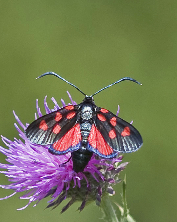 vretienka ľadencová  Zygaena angelicae