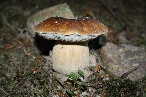 hríb smrekový Boletus edulis Bull.