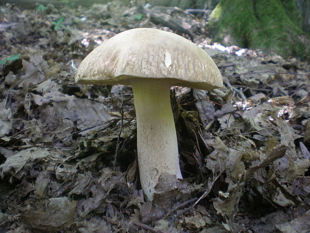 hríb dubový Boletus reticulatus Schaeff.