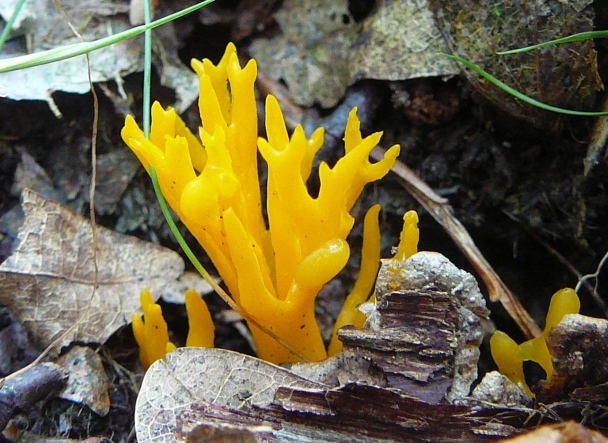 parôžkovec lepkavý Calocera viscosa (Pers.) Fr.