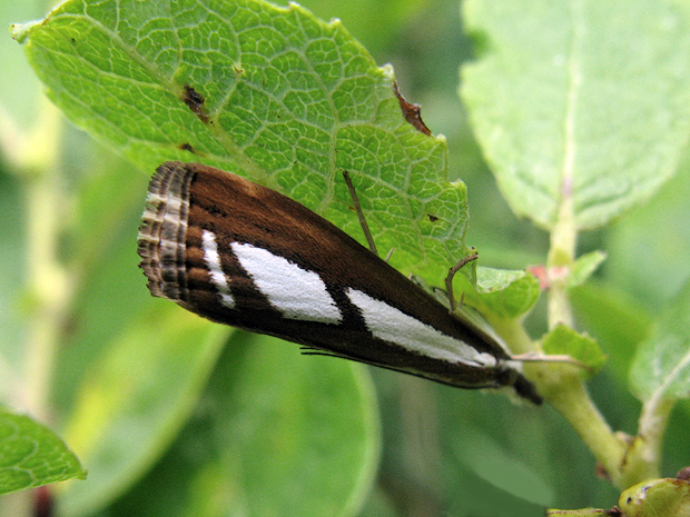 trávovec Catoptria myella