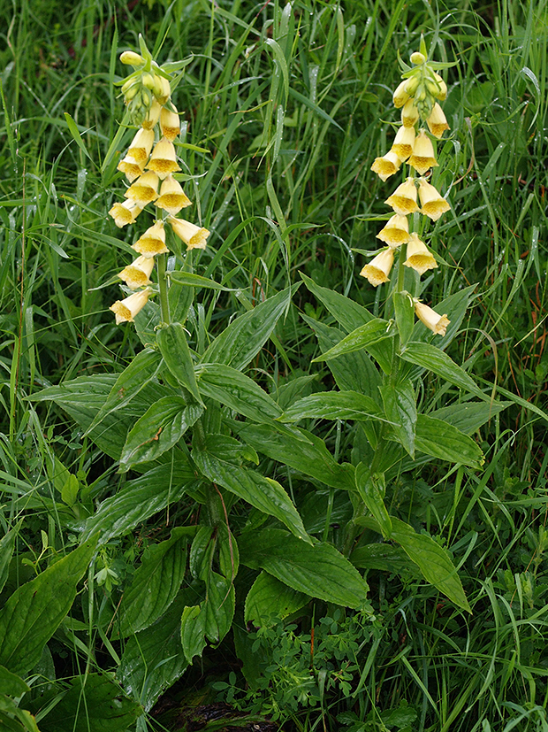 náprstník veľkokvetý Digitalis grandiflora Mill.