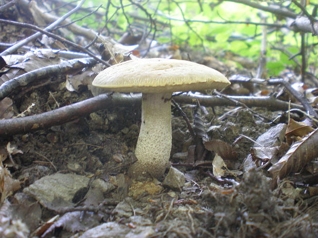 kozák hrabový Leccinum pseudoscabrum (Kallenb.) Šutara