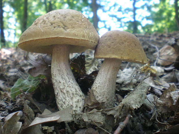 kozák hrabový Leccinum pseudoscabrum (Kallenb.) Šutara