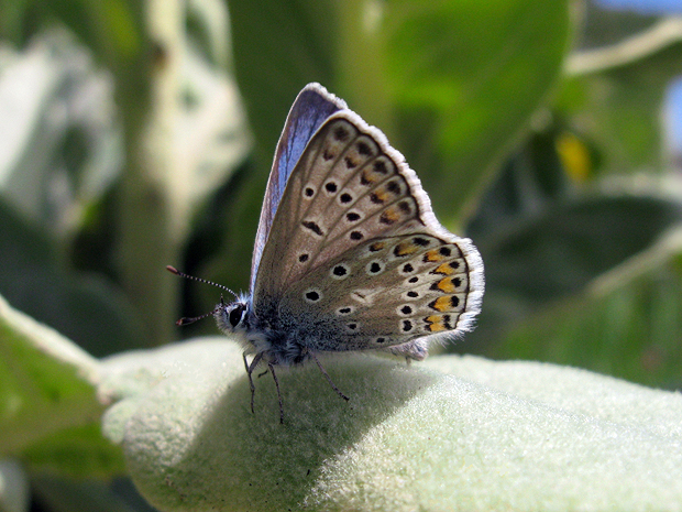 modráčik Polyommatus eroides