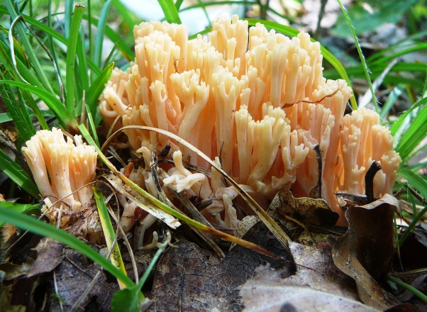 strapačka úhľadná Ramaria formosa (Pers.) Quél.