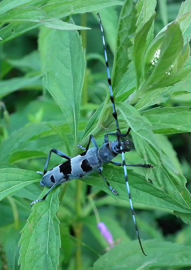 fuzáč alpský  Rosalia alpina