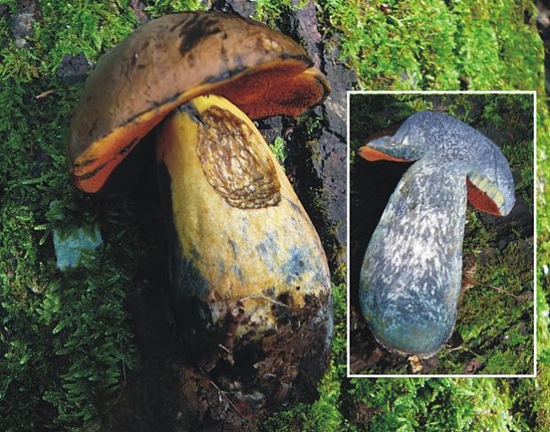 hríb zrnitohlúbikový Sutorius luridiformis (Rostk.) G. Wu & Zhu L. Yang