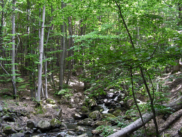 vitošské bučiny, BG