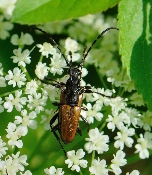 fuzáč  Corymbia maculicornis