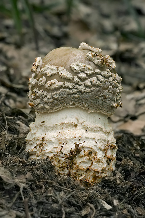 muchotrávka hrubá Amanita excelsa (Fr.) Bertill.