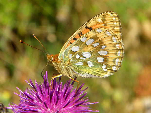 perlovec veľký Argynnis aglaja