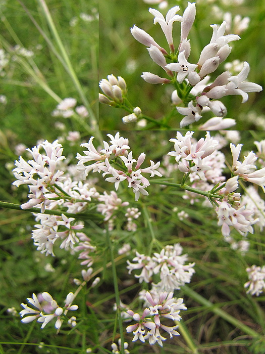 marinka psia Asperula cynanchica L.