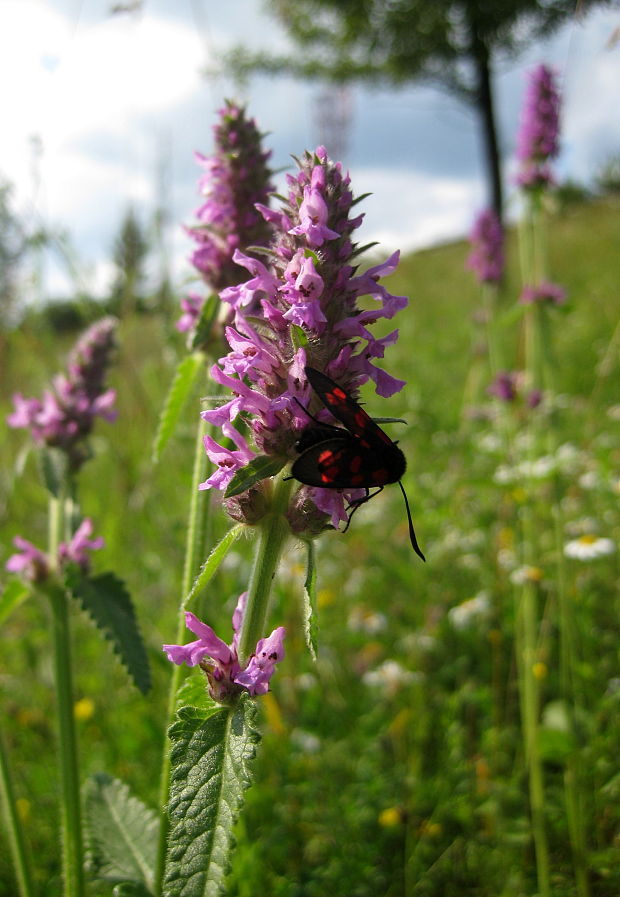 betonika lekárska Betonica officinalis  L.