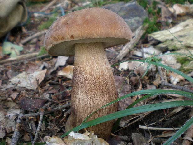 hríb dubový Boletus reticulatus Schaeff.