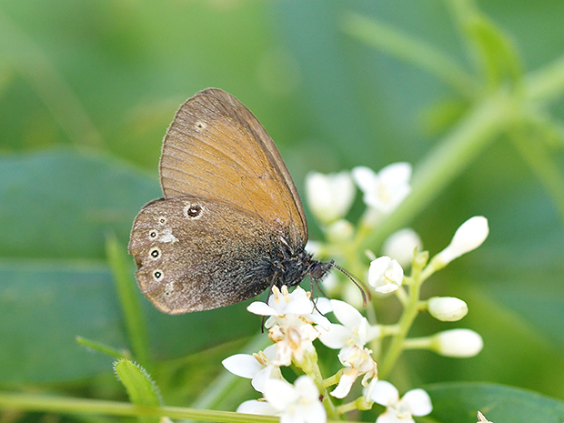 očkáň traslicový Coenonympha glycerion