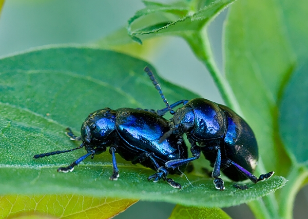 . Eumolpus asclepiadeus