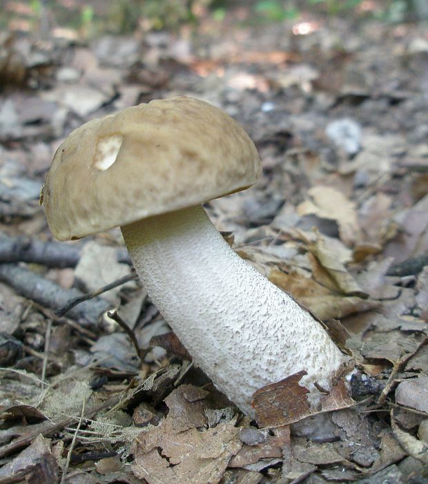 kozák hrabový Leccinum pseudoscabrum (Kallenb.) Šutara