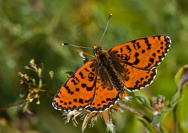 hnedáčik pyštekový Melitaea didyma