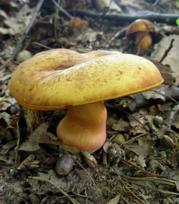 hríb zrnitohlúbikový odfarbený Neoboletus xanthopus (Quél.) Krieglst.